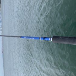 久しぶりに青物