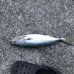 久しぶりの青物