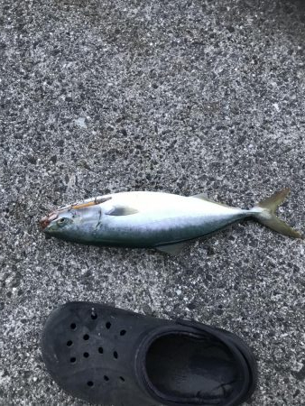 久しぶりの青物