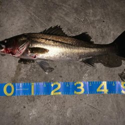 シーバス活性高し!!