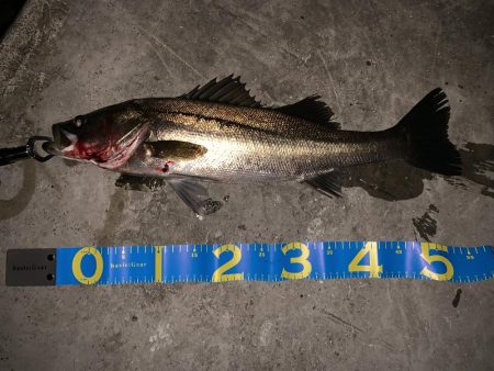 シーバス活性高し!!