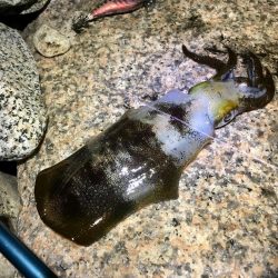 ２週間ぶりの淡路島