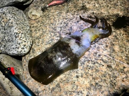 ２週間ぶりの淡路島