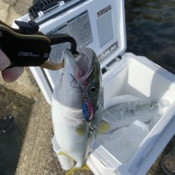 今がまさに旬!ハマチ祭り!