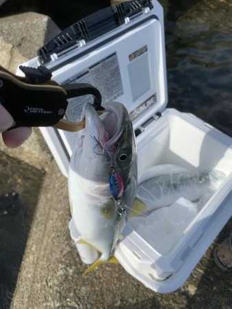 今がまさに旬!ハマチ祭り!