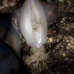 ショアジギング