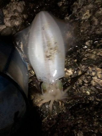 ショアジギング