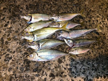 美味しい魚が！？