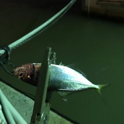 台風後のアジング