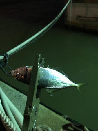 台風後のアジング