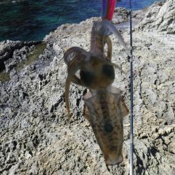 沖磯エギング不発