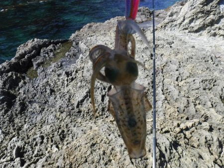 沖磯エギング不発