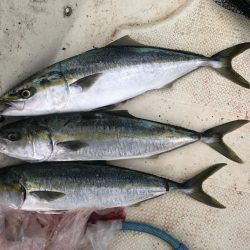 スローでジギング