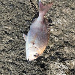 ぶっ込み釣りで