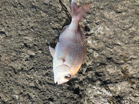 ぶっ込み釣りで