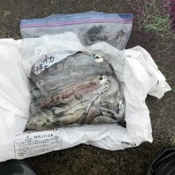 ヤエンで秋アオリイカまずまず♪