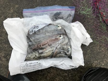 ヤエンで秋アオリイカまずまず♪