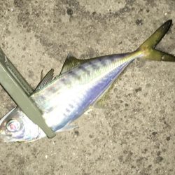 爆風に心折れました