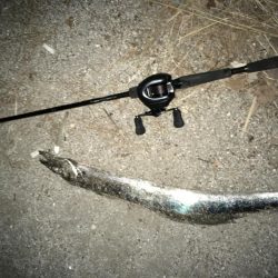 青物撃沈からの勝率100%の刀狩