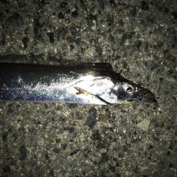 タチウオだと思ったらイシモチ?