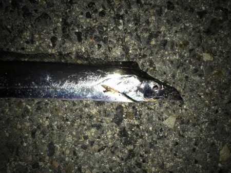 タチウオだと思ったらイシモチ?