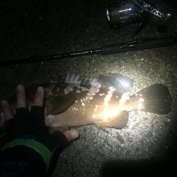 エギングからのアコウさん？