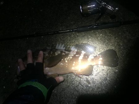 エギングからのアコウさん？