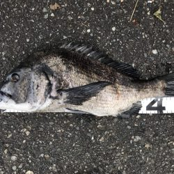 イチノ兄弟、釣果!