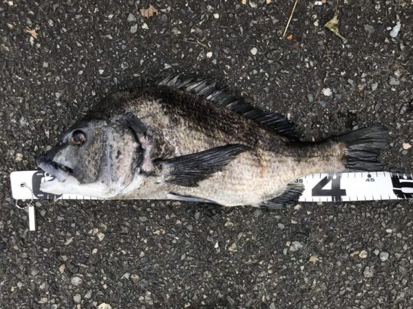 イチノ兄弟、釣果!