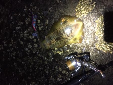 エギングのついでに青物