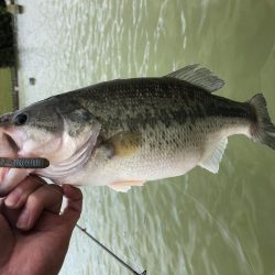 台風後のドリームレイク（管理釣り場）釣行