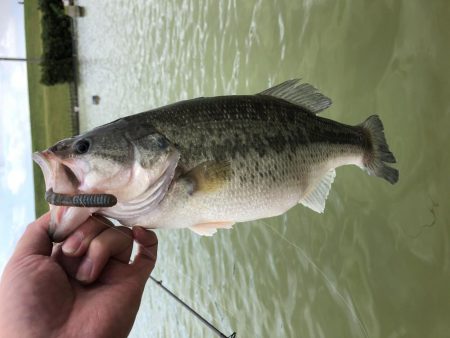 台風後のドリームレイク（管理釣り場）釣行