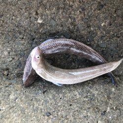 青物バラしまくった泣