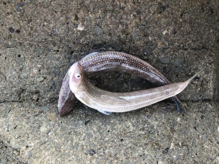 青物バラしまくった泣