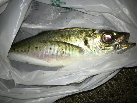 こんなのが釣れるのか！