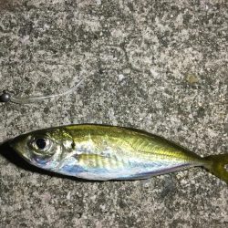 夕マヅメのアジング