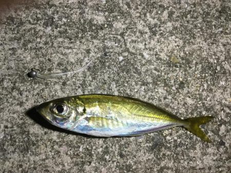 夕マヅメのアジング