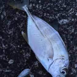 キジハタ メッキ