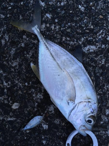 キジハタ メッキ