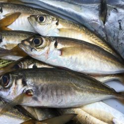 太刀魚 中サバ アジング