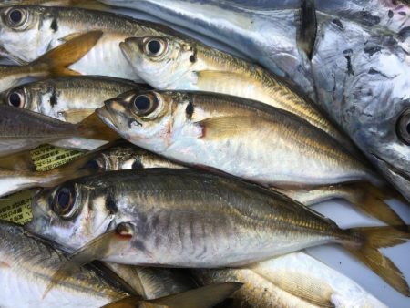 太刀魚 中サバ アジング
