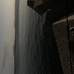 高級魚。ヒ、ヒ、ヒラメ！！