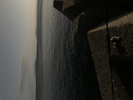 高級魚。ヒ、ヒ、ヒラメ！！