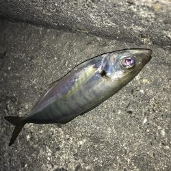 ポーアイ沖堤防にて