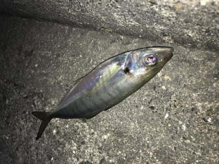 ポーアイ沖堤防にて