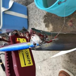 人工島青物リベンジ