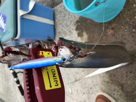 人工島青物リベンジ