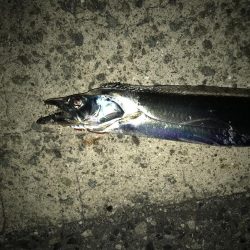 今シーズンの初サゴシ！