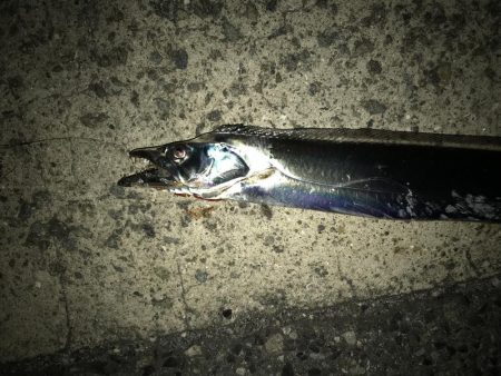 今シーズンの初サゴシ！