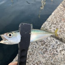 アジングとちょいメバリング